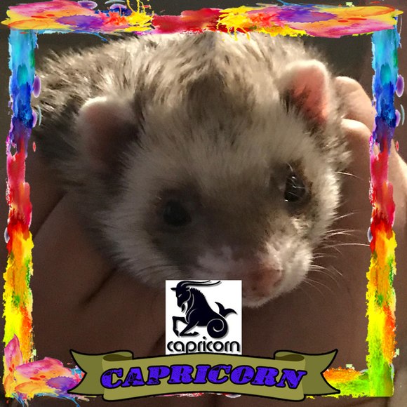 Meet your Posher, Joy - Picture 1 of 1